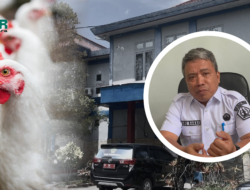 Harga Ayam di Kolaka Utara Tembus 80 Ribu Rupiah Per Ekor, Dinas Perdagangan Ungkap Pemicunya