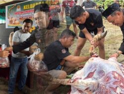 Pertahankan Tradisi Sisihkan Gaji, Batalyon C Pelopor Satbrimob Polda Sultra Sembelih 36 Ekor Sapi Kurban